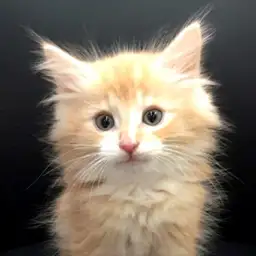 ノルウェージャンフォレストキャット