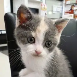 ブリティッシュショートヘア