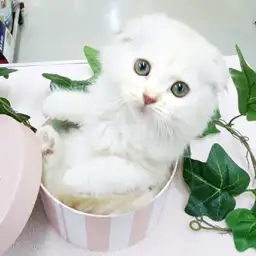 スコティッシュフォールド