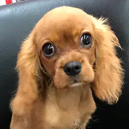 キャバリア・キングチャールズ・スパニエル