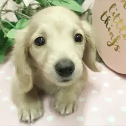 ミニチュア・ダックスフント