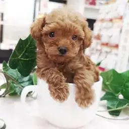 トイ・プードル