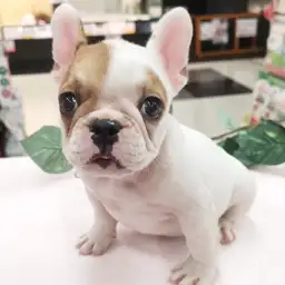 フレンチブルドッグ