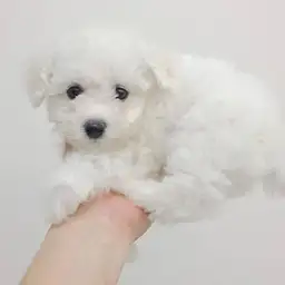 ビションフリーゼ