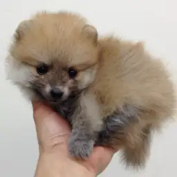 ポメラニアン