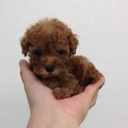 トイ・プードル