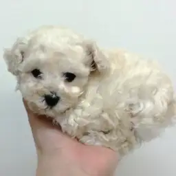 トイ・プードル