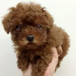 トイ・プードル
