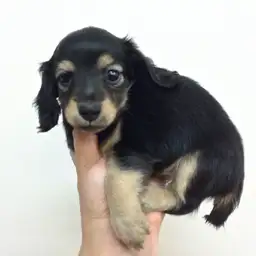 カニンヘン・ダックスフント