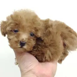 トイ・プードル