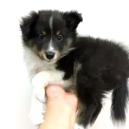 シェットランドシープドッグ