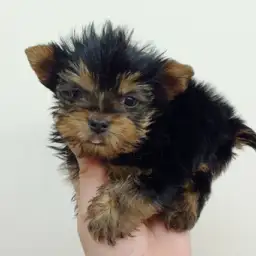 ヨークシャーテリア