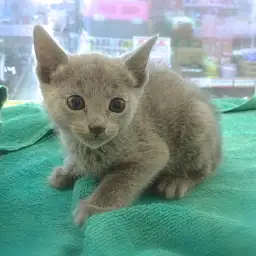 ロシアンブルー