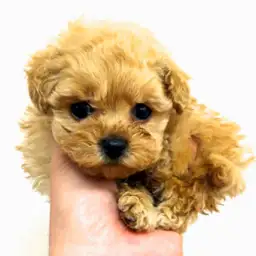 トイ・プードル