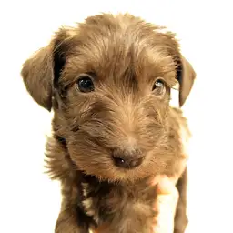 ミニチュア・シュナウザー