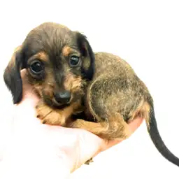 カニンヘン・ダックスフント