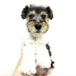 ワイヤーフォックステリア