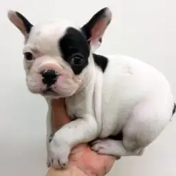 フレンチブルドッグ