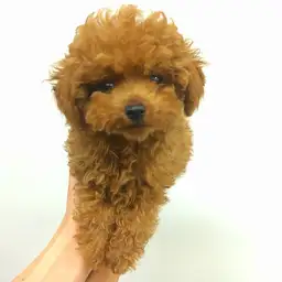 トイ・プードル