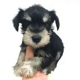 ミニチュア・シュナウザー