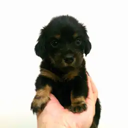 ミニチュア・ダックスフント