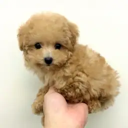 トイ・プードル