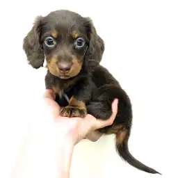 カニンヘン・ダックスフント