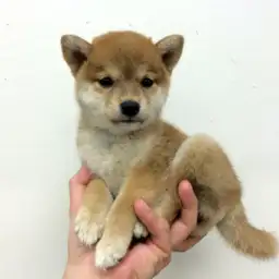 柴犬
