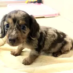 ミニチュア・ダックスフント