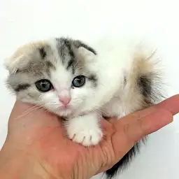 スコティッシュフォールド