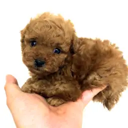 トイ・プードル