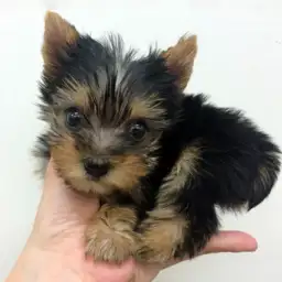 ヨークシャーテリア