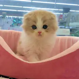 スコティッシュフォールド