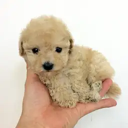 トイ・プードル