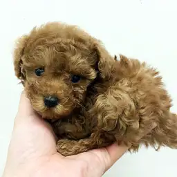 トイ・プードル