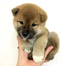 柴犬