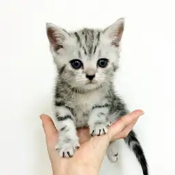 アメリカンショートヘア