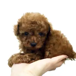 トイ・プードル