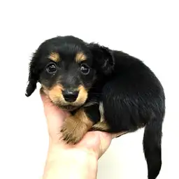 ミニチュア・ダックスフント