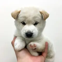 柴犬