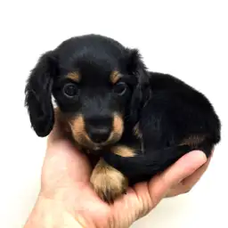 ミニチュア・ダックスフント