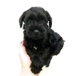 ミニチュア・シュナウザー