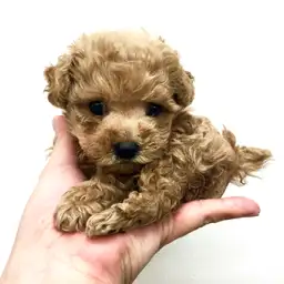 トイ・プードル