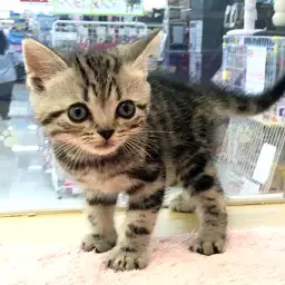 アメリカンショートヘア