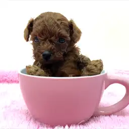 トイ・プードル