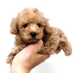 トイ・プードル