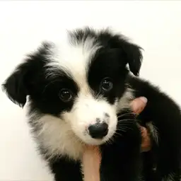 ボーダーコリー