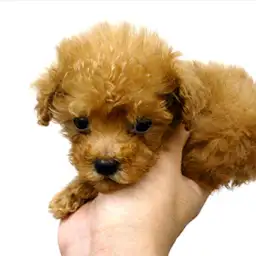 トイ・プードル