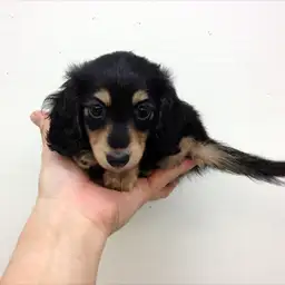 カニンヘン・ダックスフント