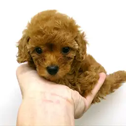 トイ・プードル